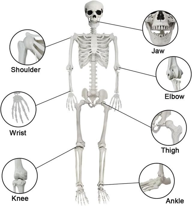 Poseable Life Size Skeleton - Plastic Human Skeletons with Movable Joints for Halloween - 5.9FT